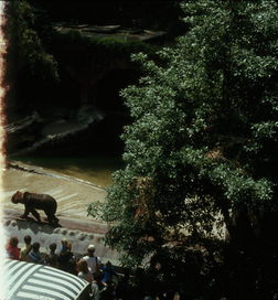 Bear, San Diego Zoo