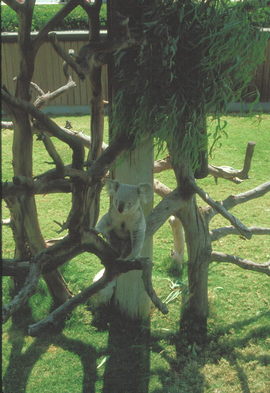 San Diego Zoo