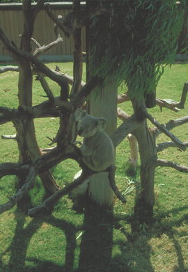 San Diego Zoo