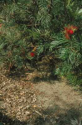 Flowering Palms, San Diego Zoo