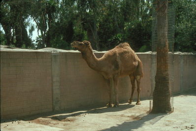 Camel, San Diego Zoo