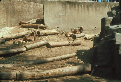 San Diego Zoo