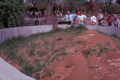 Prairie Dogs