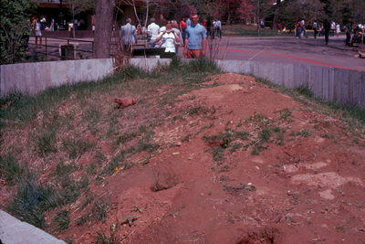 Prairie Dogs