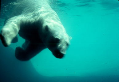 Polar Bears