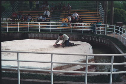Florida Gator Farm.