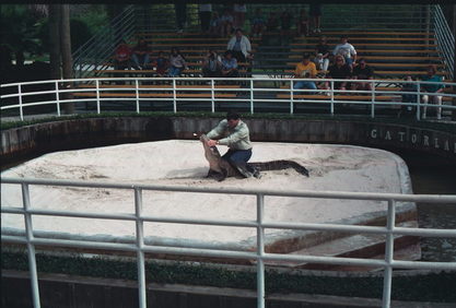 Florida Gator Farm.