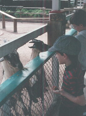 Florida Gator Farm.