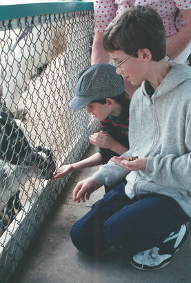 Florida Gator Farm.