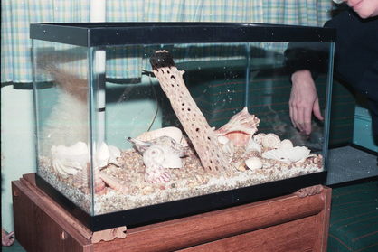 Coffee, Hermit Crab.