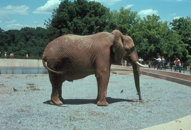 Washington Zoo elephant.