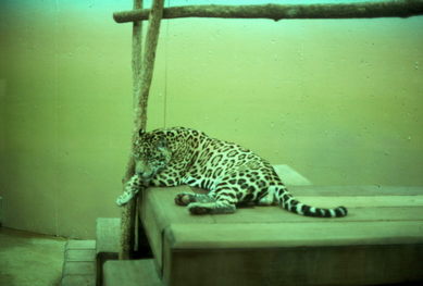 Washington Zoo cheetah.