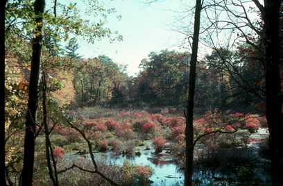 New England Fall Foliage