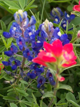 Blue bonnets.