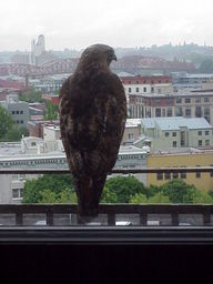 Portland Hawk.