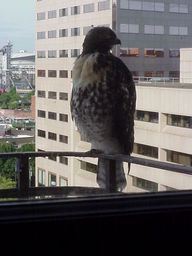 Portland Hawk.