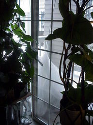 Plants on Porch.