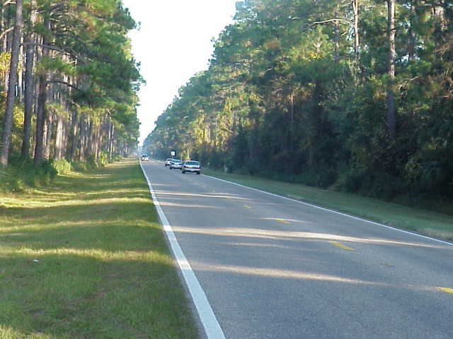 US 98 and Pine Trees.