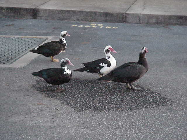 Ducks in church parking lot.