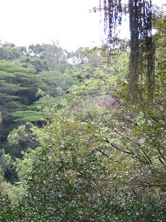 Kaunala Trail, Aieu, HI.