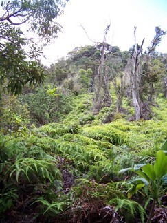Kaunala Trail, Aieu, HI.