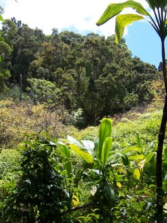 Kaunala Trail, Aieu, HI.