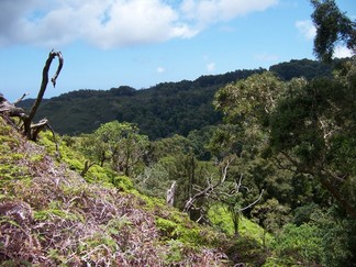 Kaunala Trail, Aieu, HI.