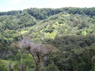 Kaunala Trail, Aieu, HI.