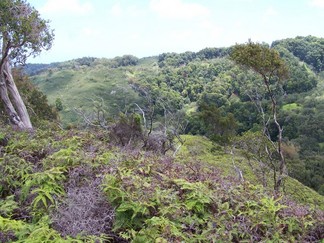 Kaunala Trail, Aieu, HI.