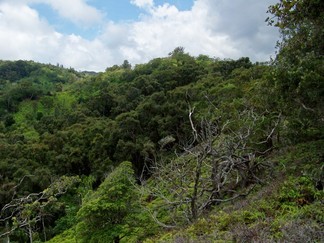 Kaunala Trail, Aieu, HI.