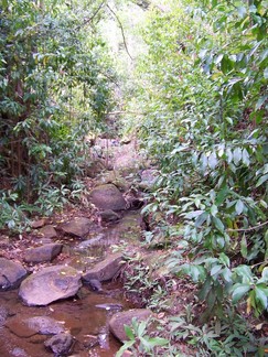 Kaunala Trail, Aieu, HI.