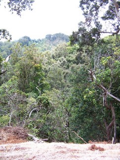 Kaunala Trail, Aieu, HI.