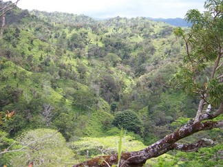 Kaunala Trail, Aieu, HI.