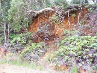 Kaunala Trail, Aieu, HI.