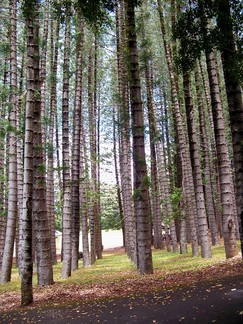 Moana Valley Hike.
