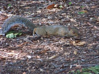 Squirrel at Duke Medical Center, Durham, NC.