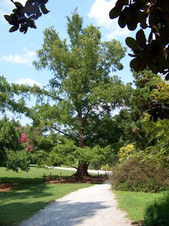 Duke Gardens Dawn Redwood, Durham, NC.