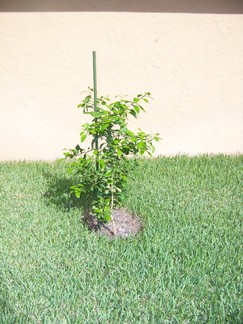 Jesse's Graprefruit Tree.