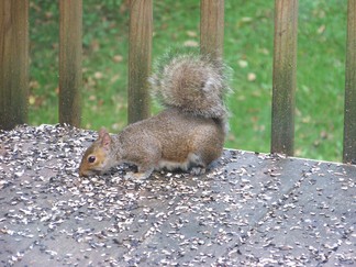 Squirrel on Barbara's porch.