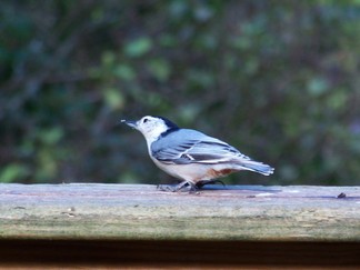 Nuthatch on Barbara's porch.