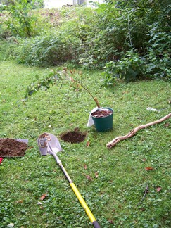 Planting apple tree.