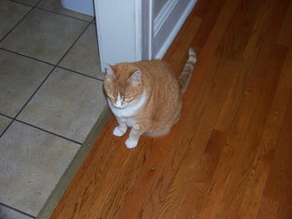 Kitty.