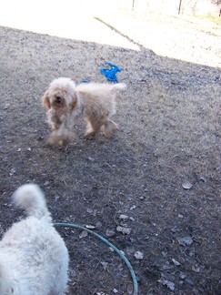 Ginny's Poodle.
