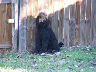 Ginny's Poodle.